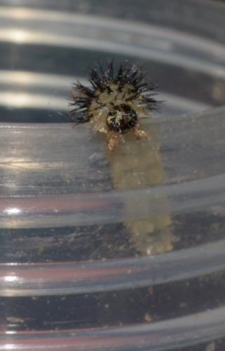 Periclista pubescens